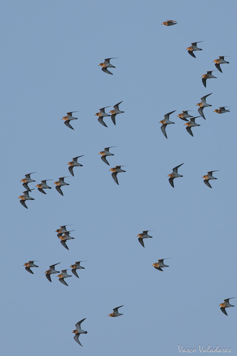 Сивка звичайна - ML646193790