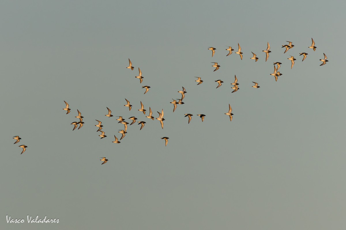 Сивка звичайна - ML646193791