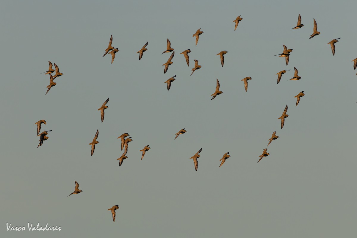 Сивка звичайна - ML646193792