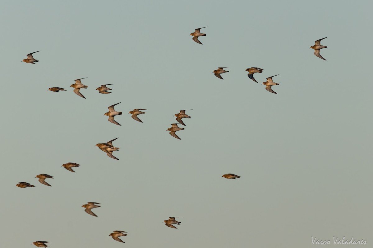 Сивка звичайна - ML646193793