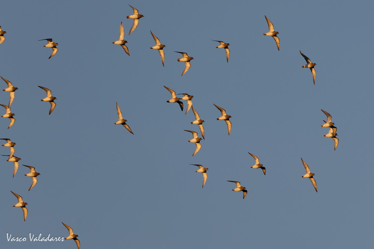 Сивка звичайна - ML646193794