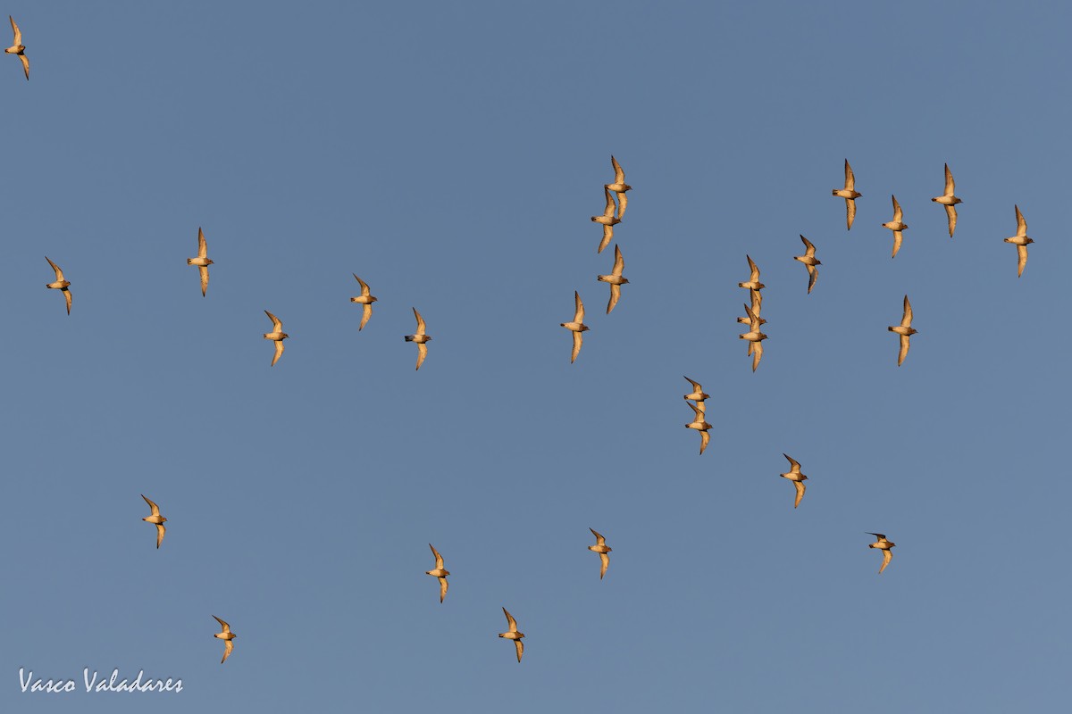 Сивка звичайна - ML646193795