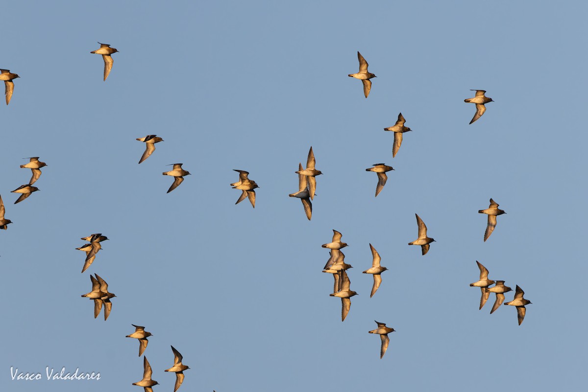 Сивка звичайна - ML646193796