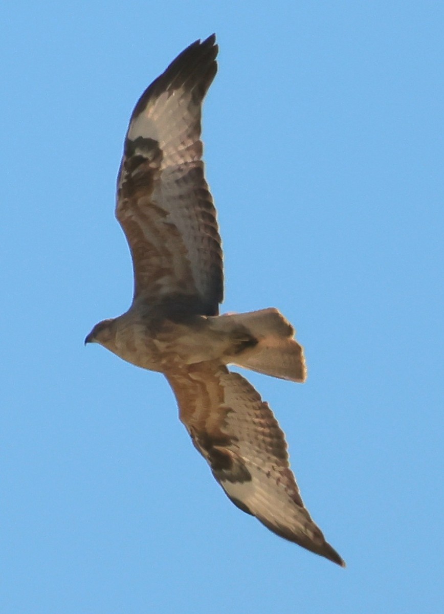 Long-legged Buzzard - ML646193797