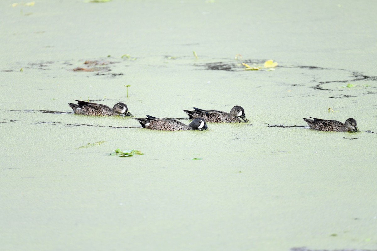 שרשיר כחול-כנף - ML646193799