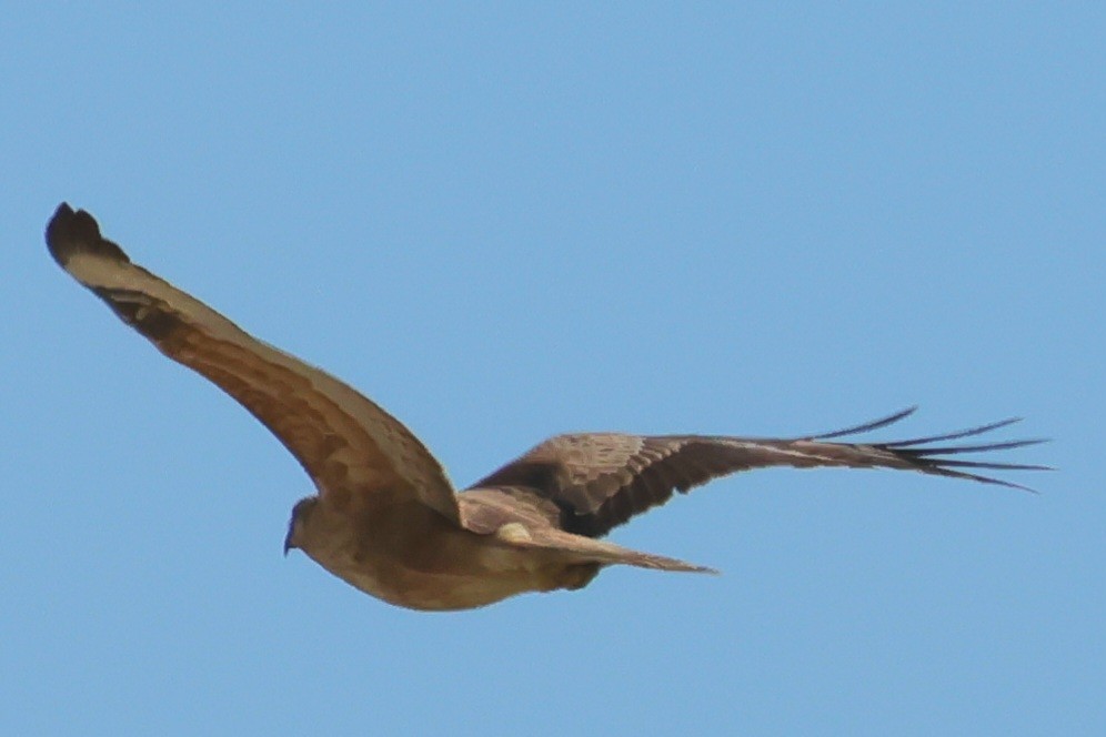 Long-legged Buzzard - ML646193809