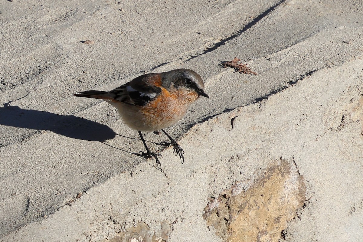 Rufous-backed Redstart - ML646193810