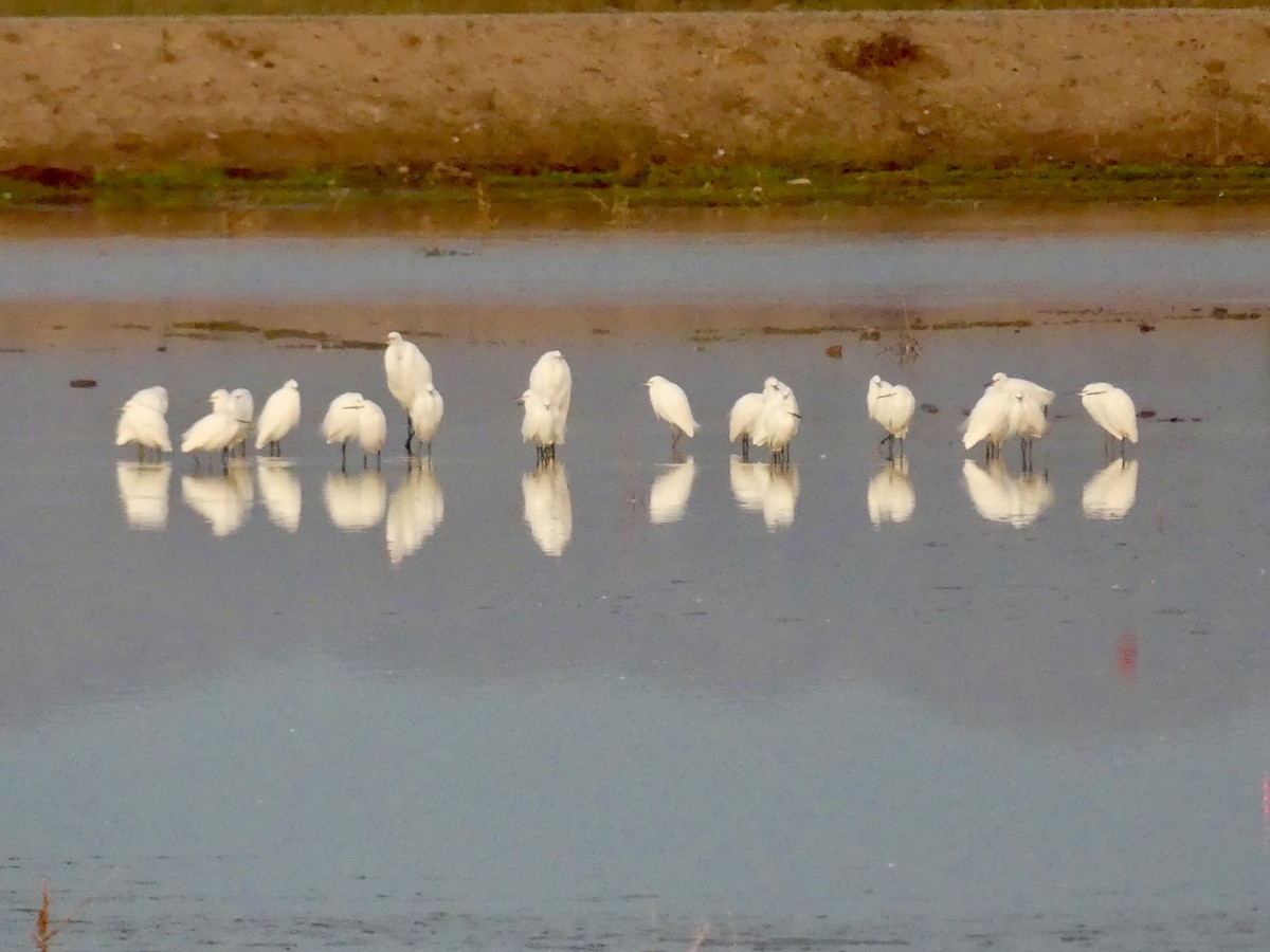 Snowy Egret - ML646193817