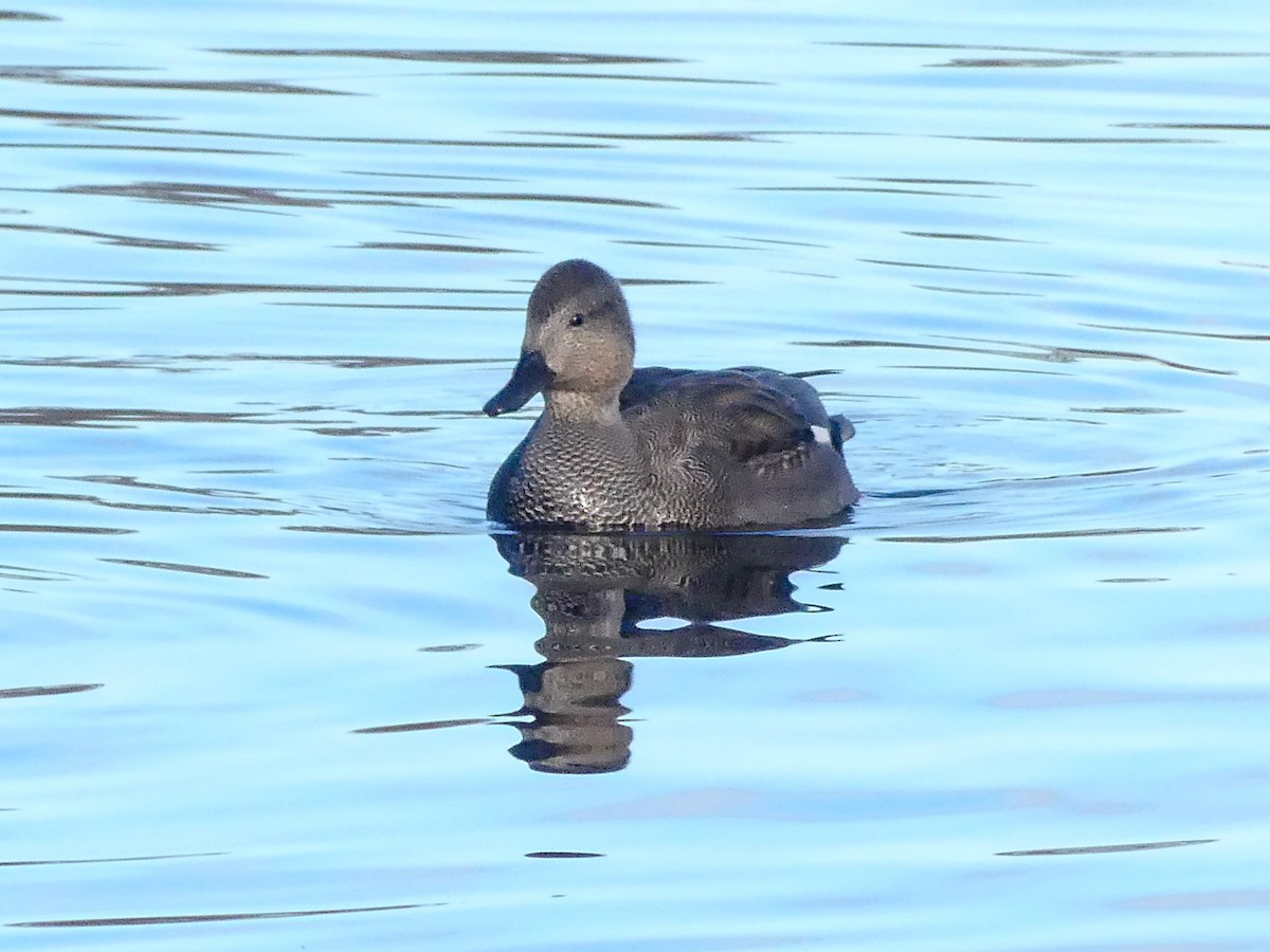 Ipar-ahatea - ML646193819