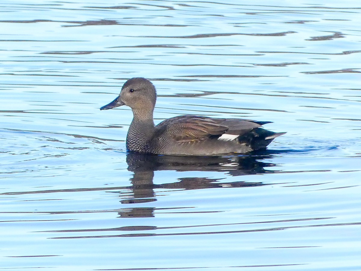 Ipar-ahatea - ML646193820