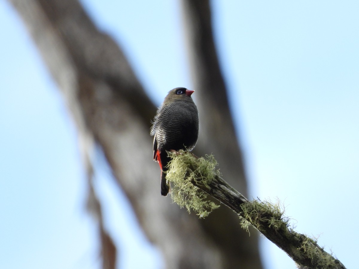 Beautiful Firetail - ML646193821