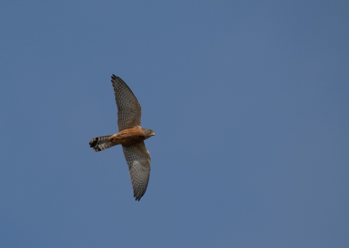 Kaya Kerkenezi - ML646193835