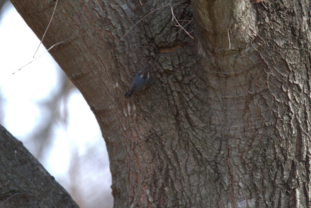 Brown-headed Nuthatch - ML646193842