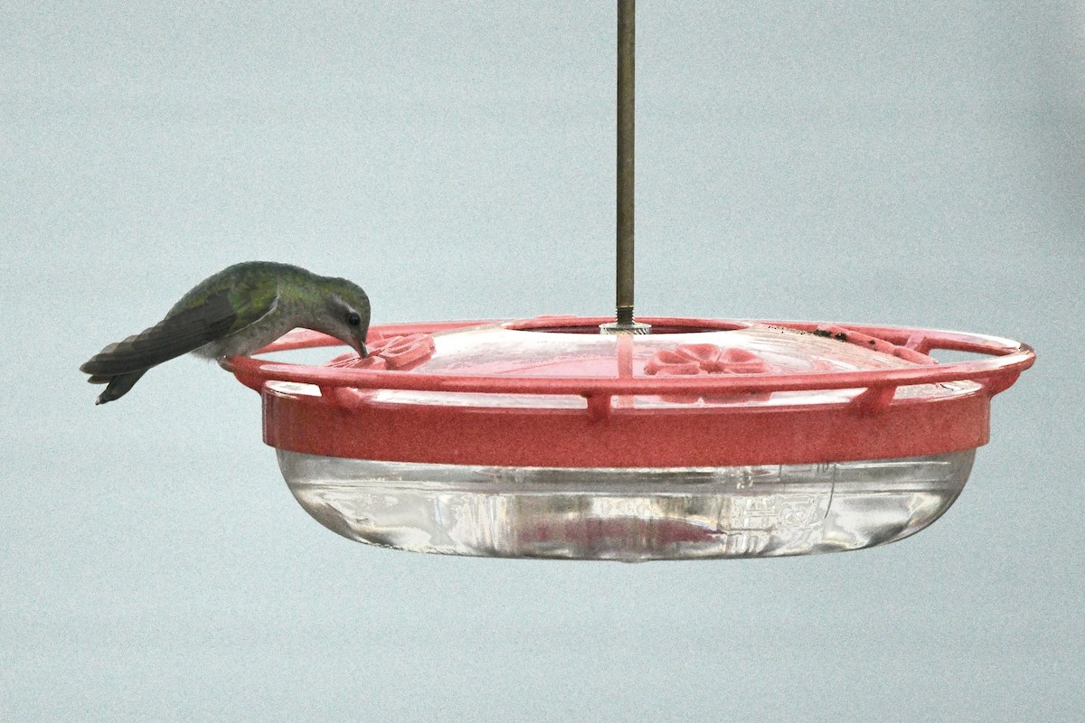 Broad-billed Hummingbird - ML646193845