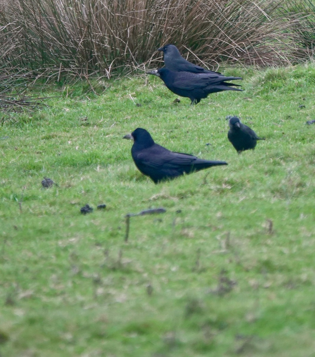 Ekin Kargası - ML646193849