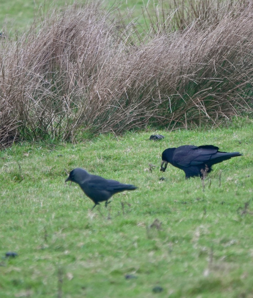 Ekin Kargası - ML646193850