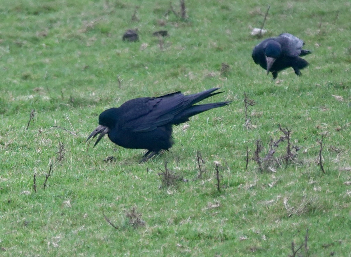 Ekin Kargası - ML646193853