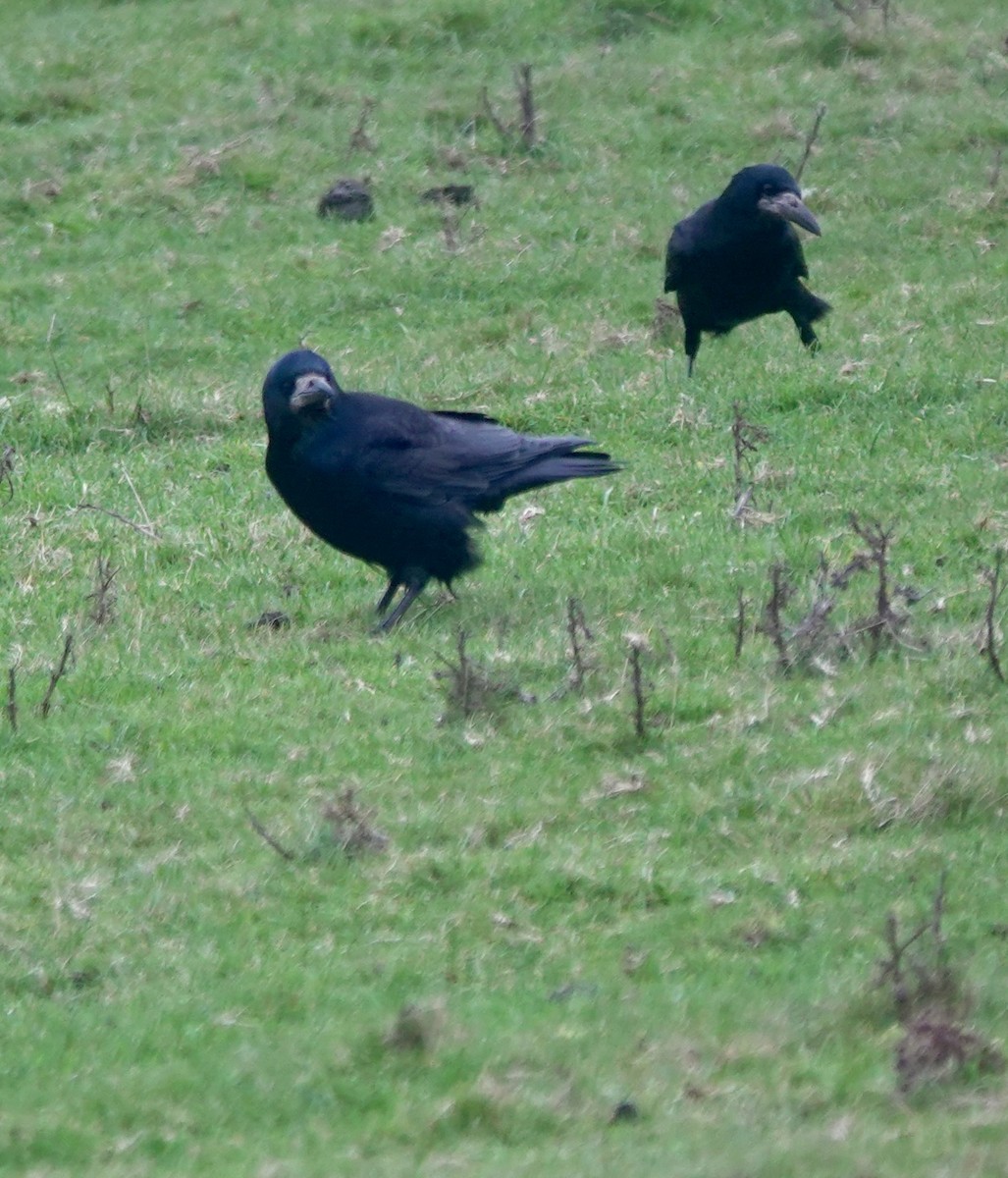 Ekin Kargası - ML646193855