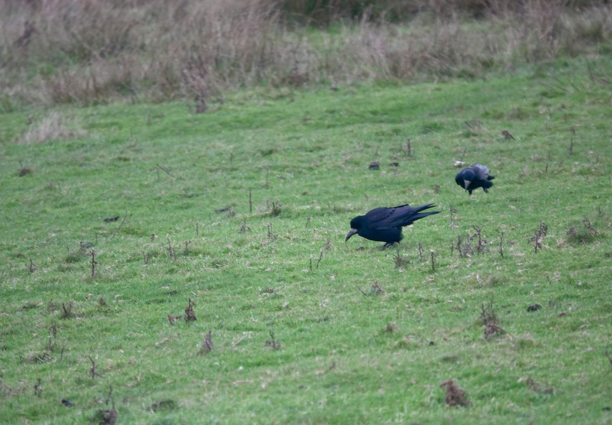 Ekin Kargası - ML646193858