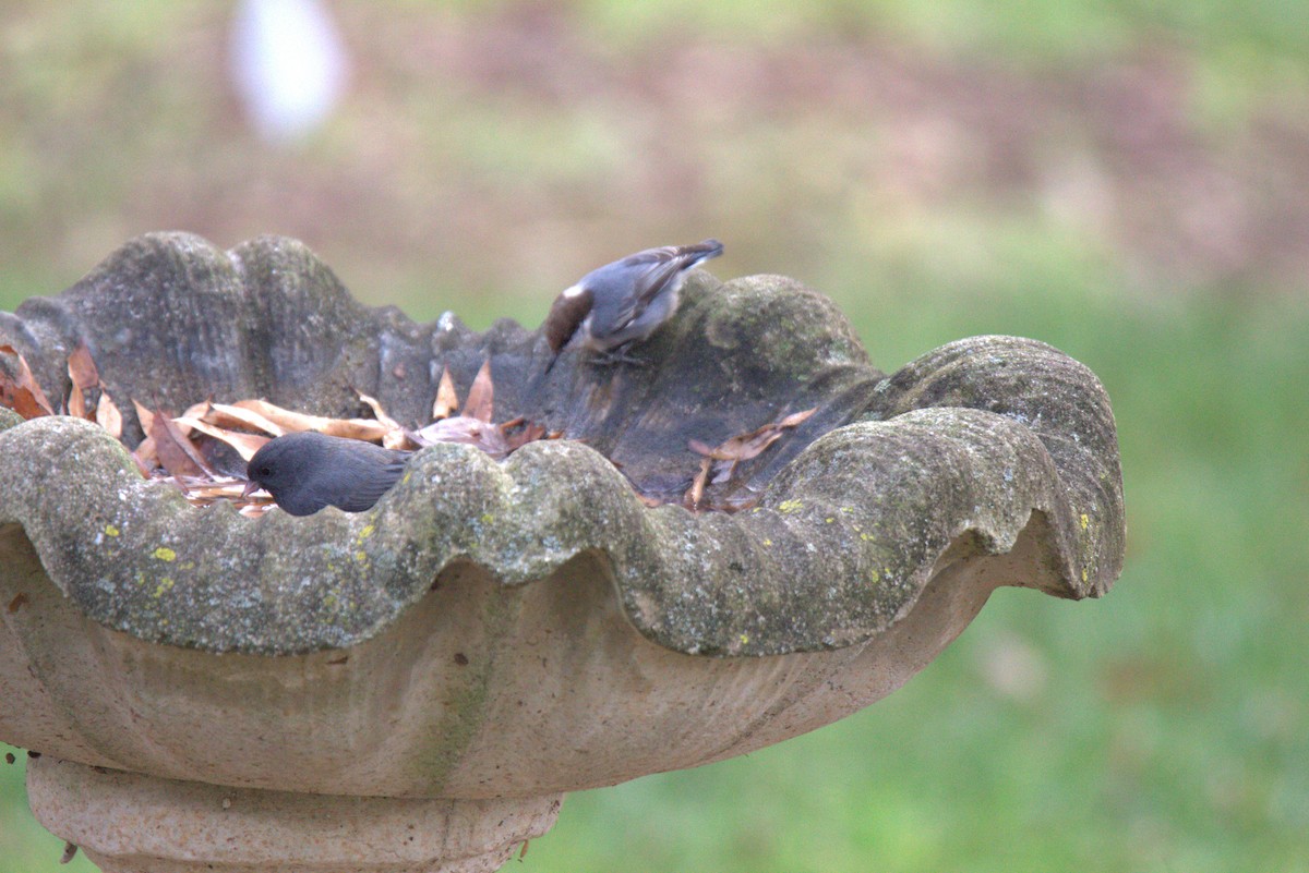 Brown-headed Nuthatch - ML646193862
