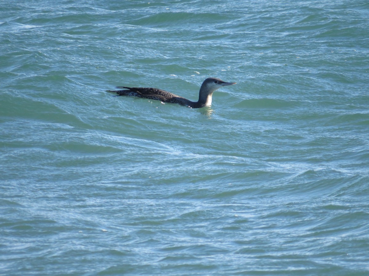 Plongeon catmarin - ML646193869