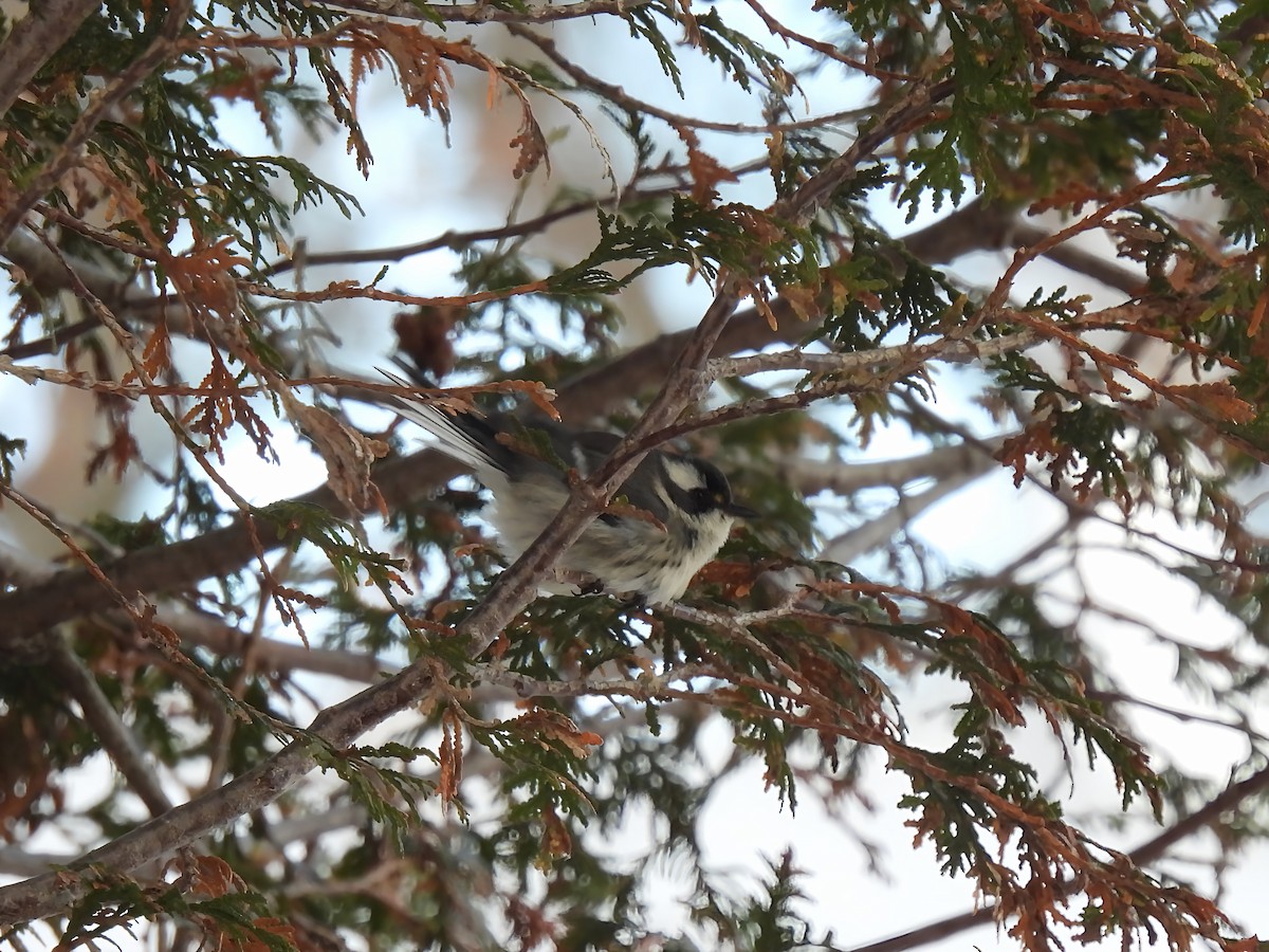 Black-throated Gray Warbler - ML646193879