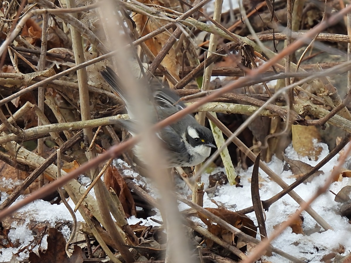 Black-throated Gray Warbler - ML646193882