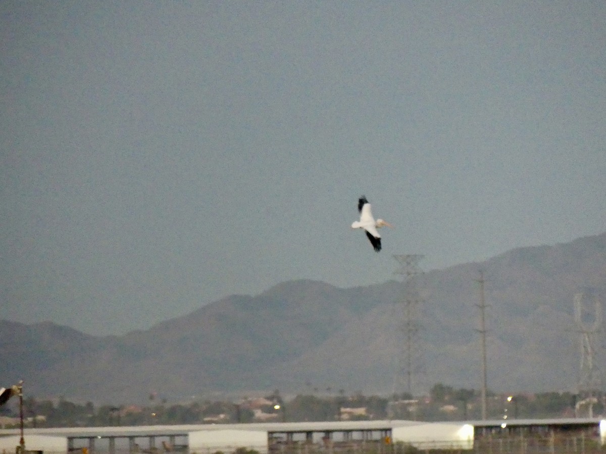 American White Pelican - ML646193885