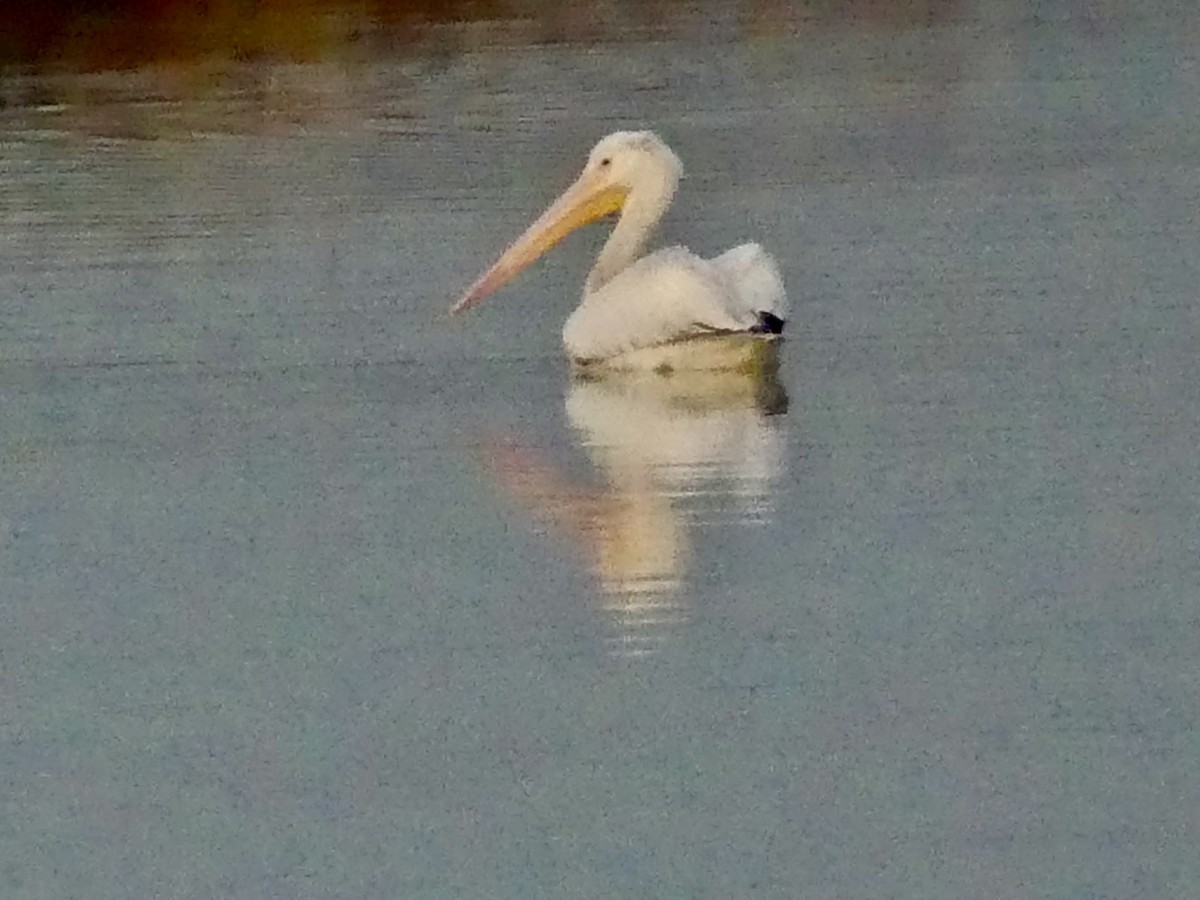American White Pelican - ML646193886