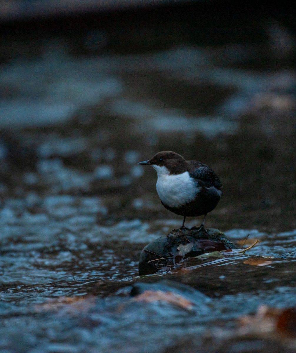 White-throated Dipper - ML646193895