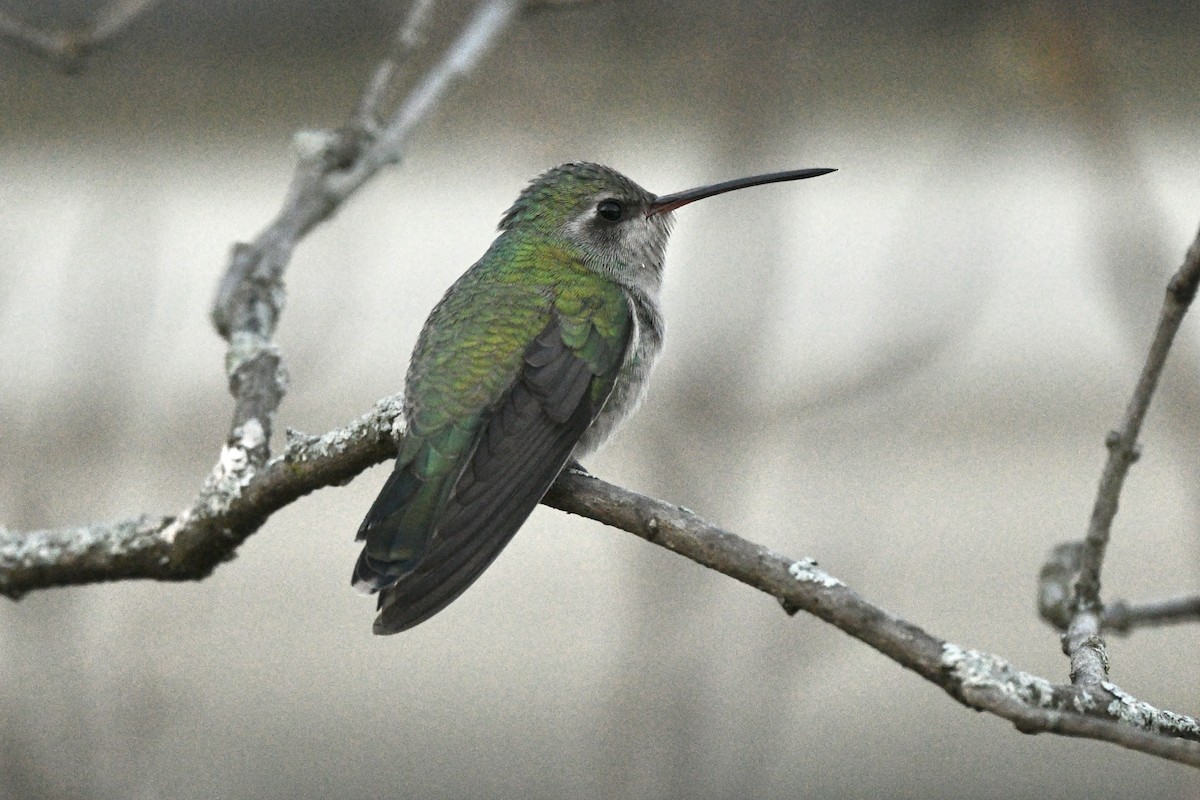 Broad-billed Hummingbird - ML646193898