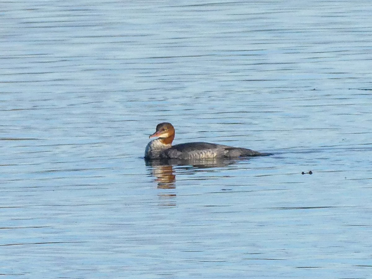 Common Merganser - ML646193901