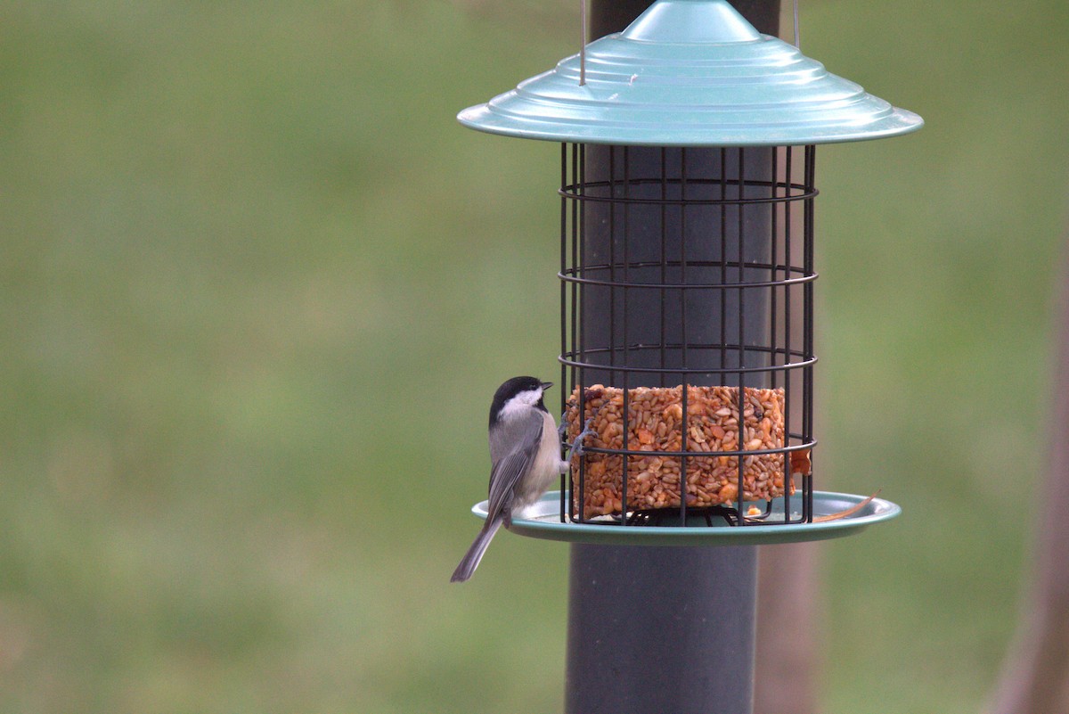 Carolina Chickadee - ML646193903