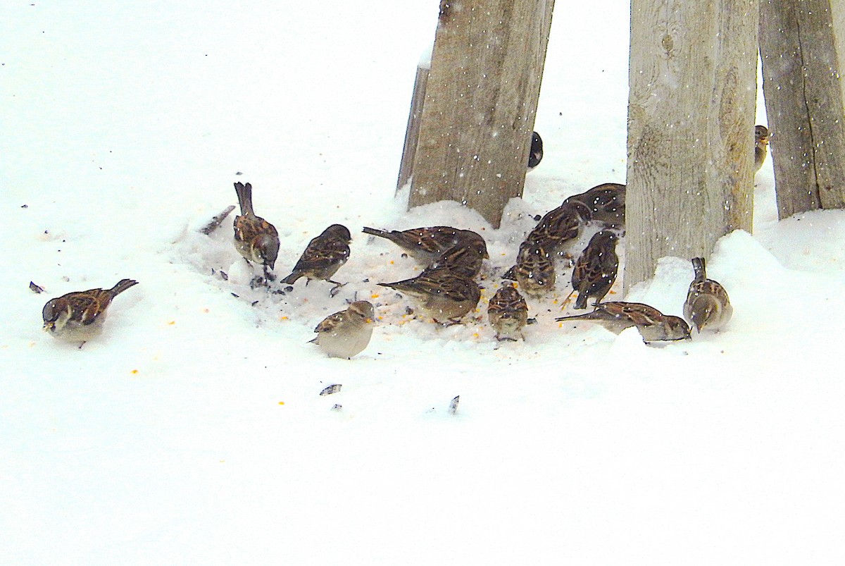 House Sparrow - ML646193905