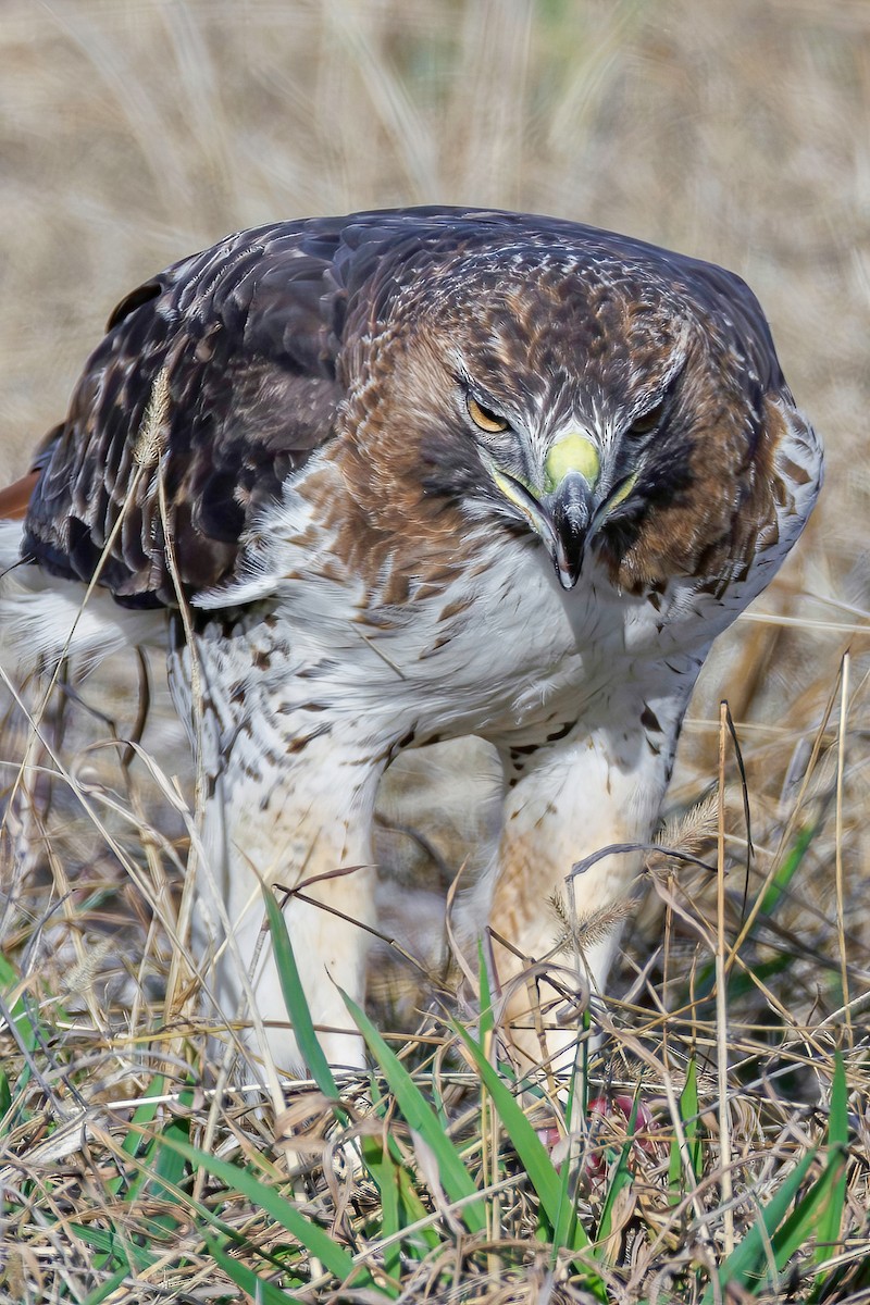 Red-tailed Hawk - ML646193906