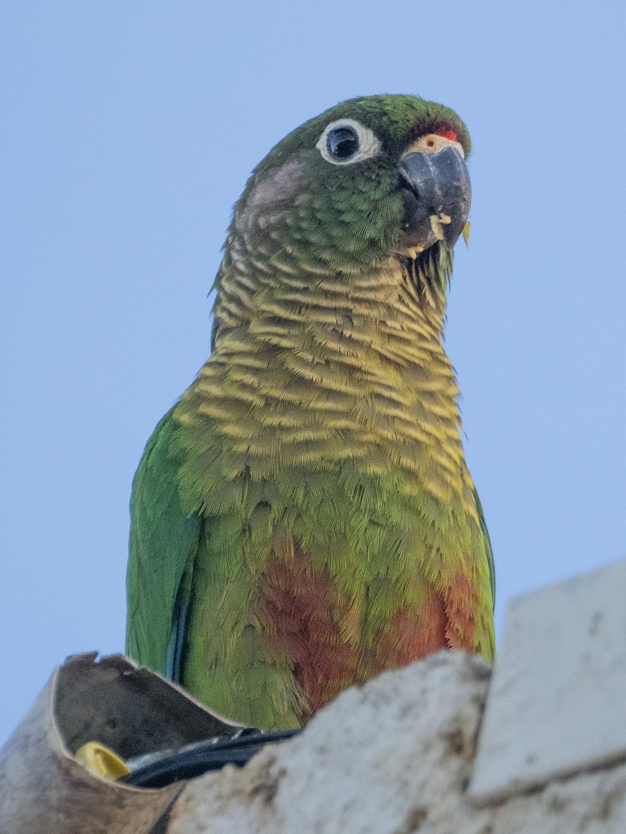 Maroon-bellied Parakeet - ML646193907