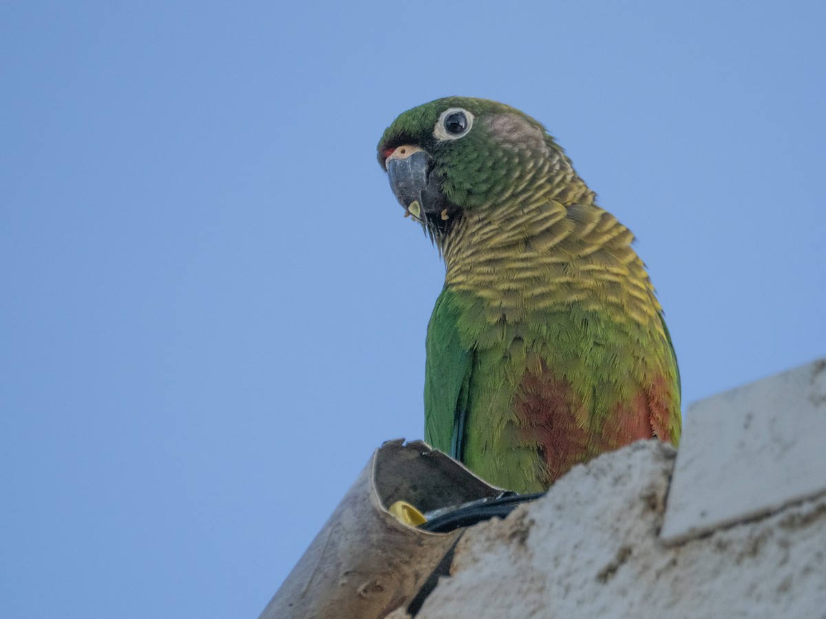 Maroon-bellied Parakeet - ML646193908