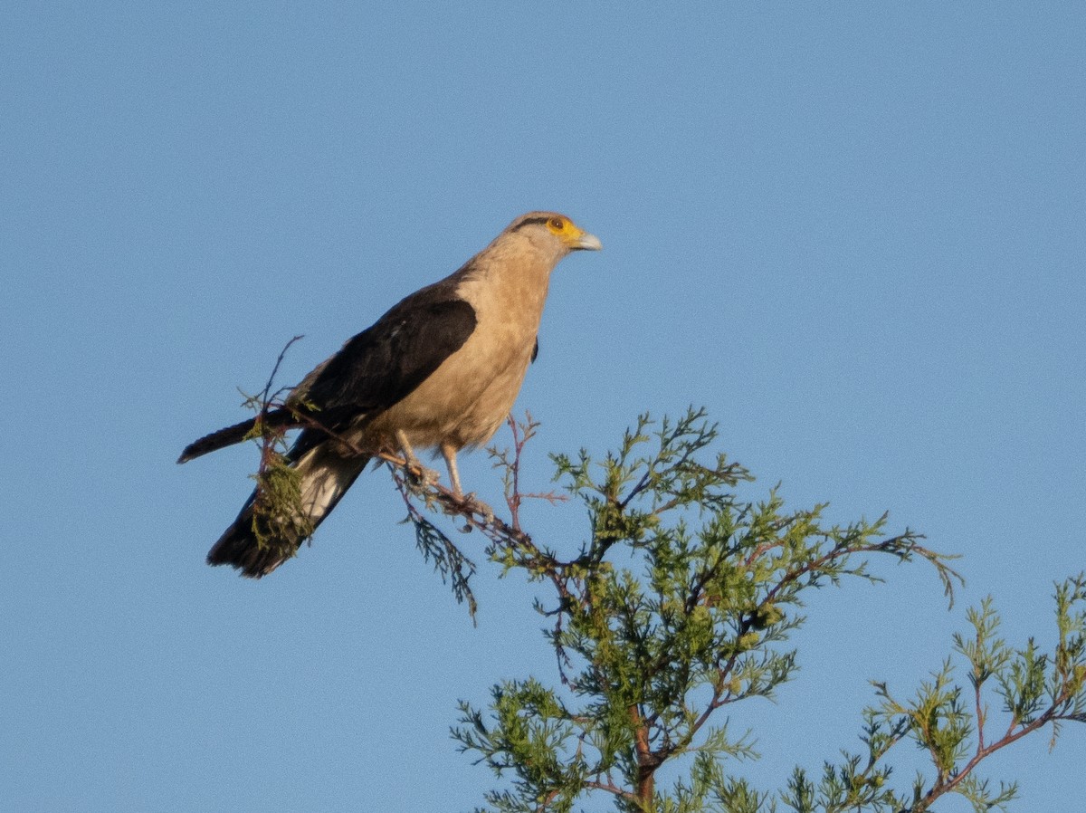 Yellow-headed Caracara - ML646193910
