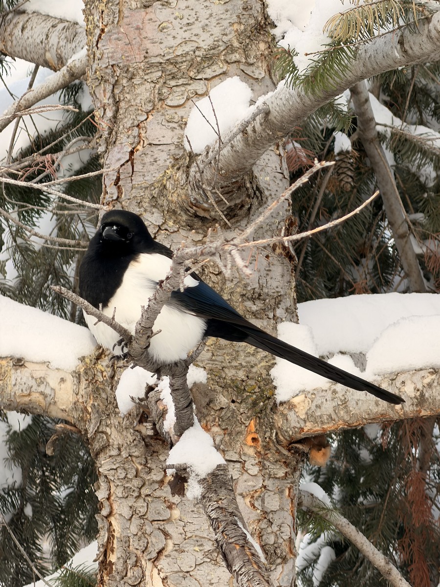 Black-billed Magpie - ML646193914