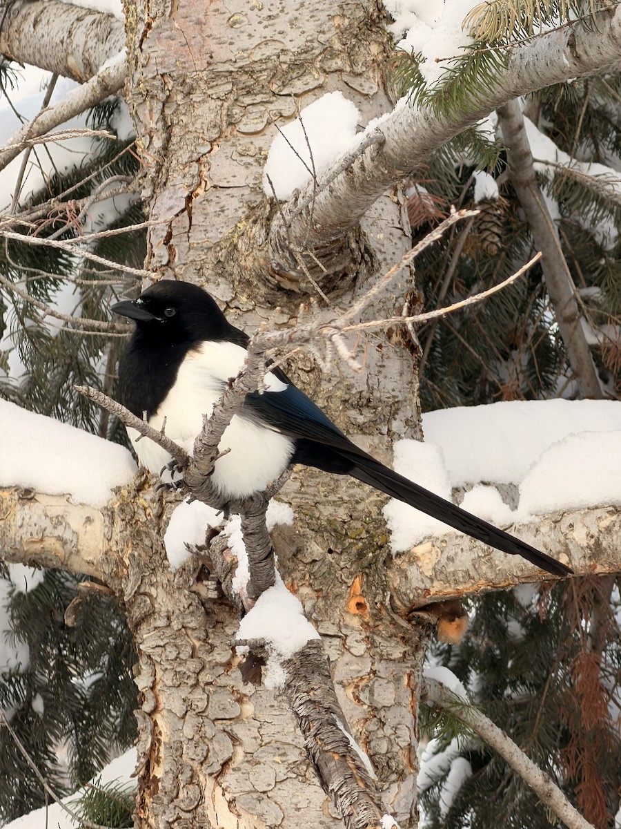 Black-billed Magpie - ML646193915