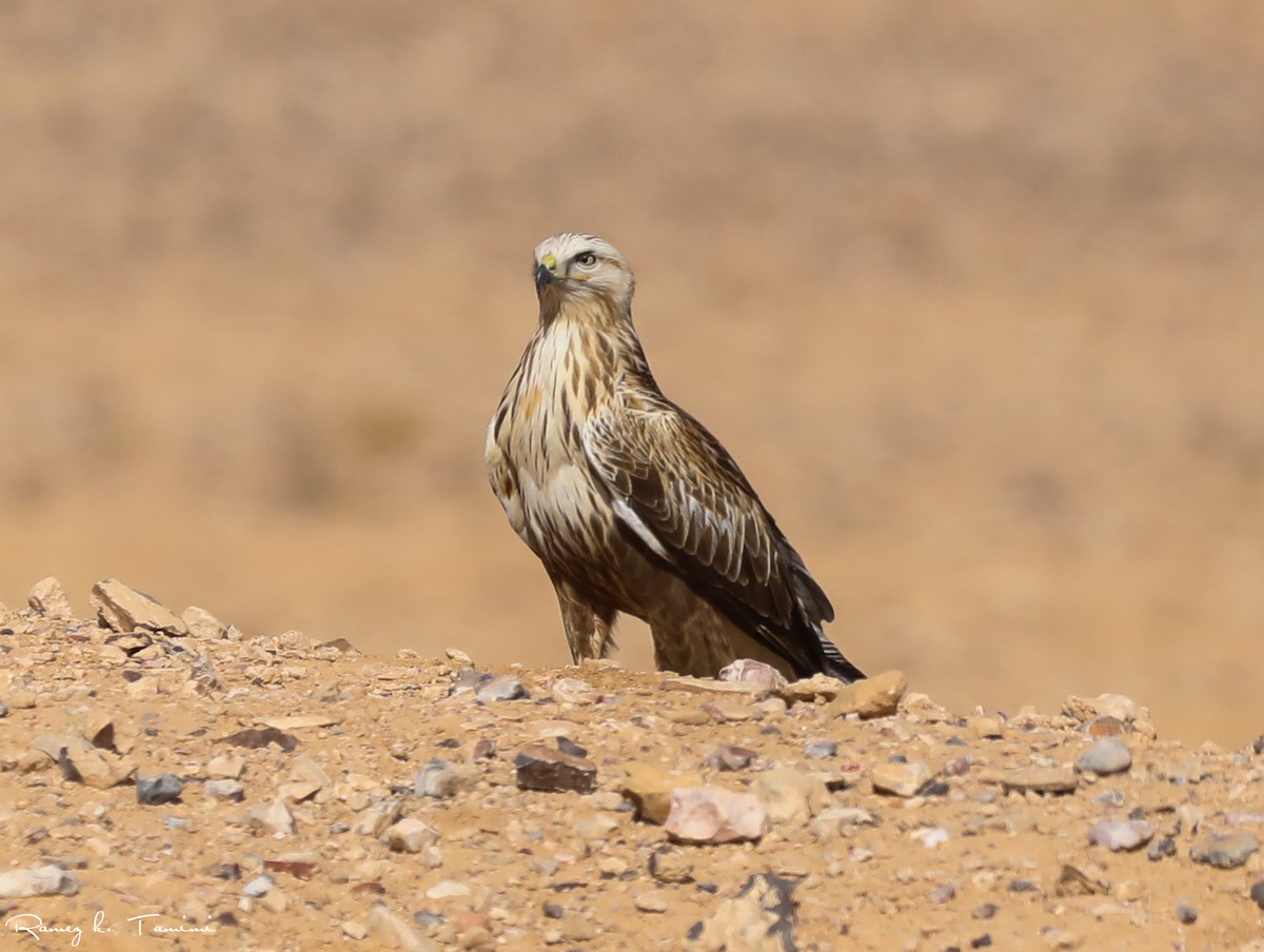Long-legged Buzzard - ML646193916