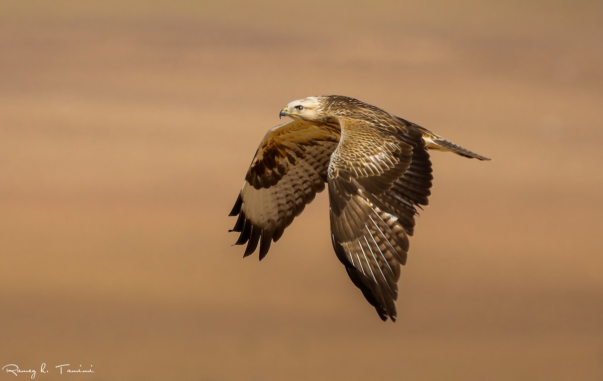 Long-legged Buzzard - ML646193917