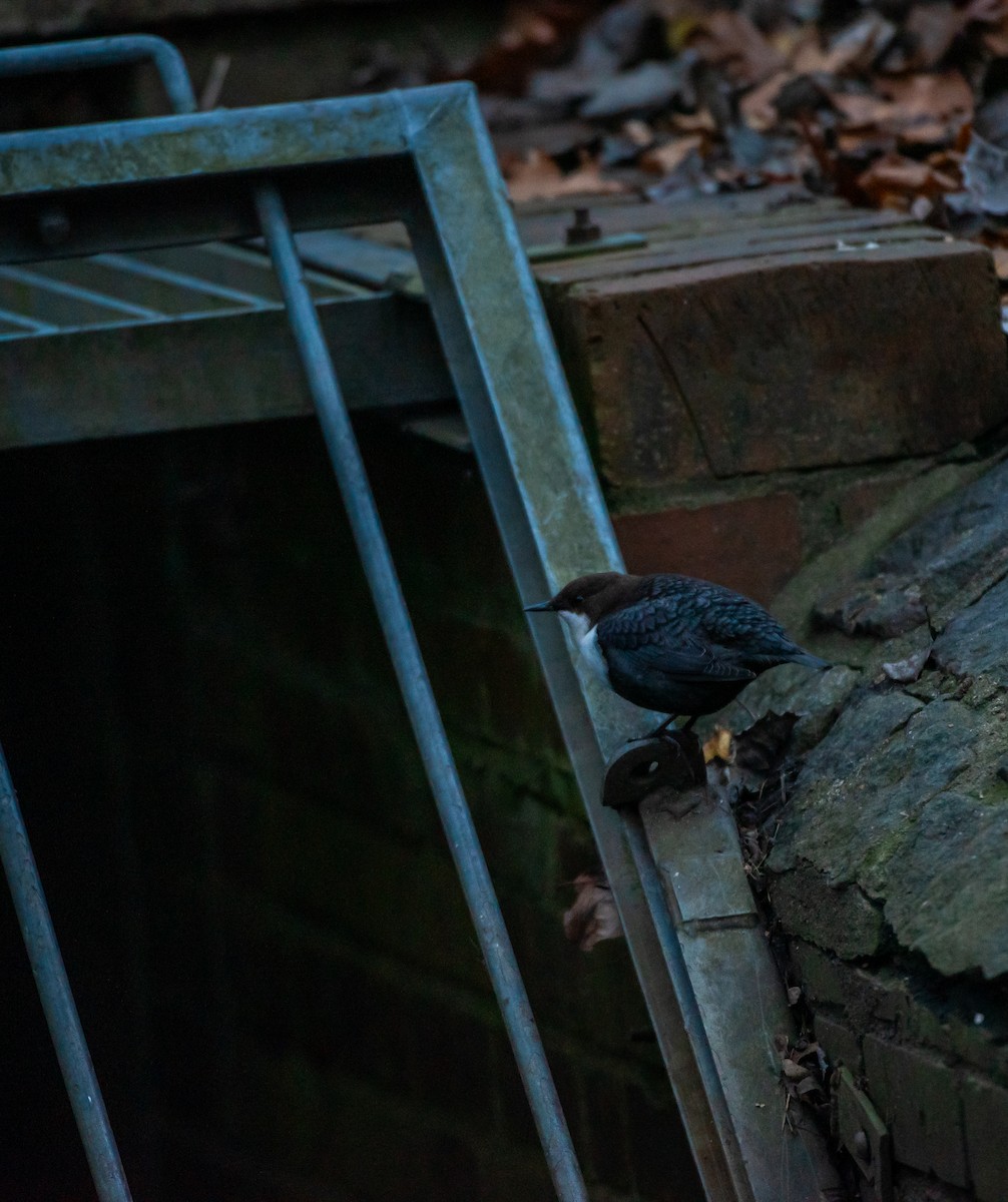 White-throated Dipper - ML646193920