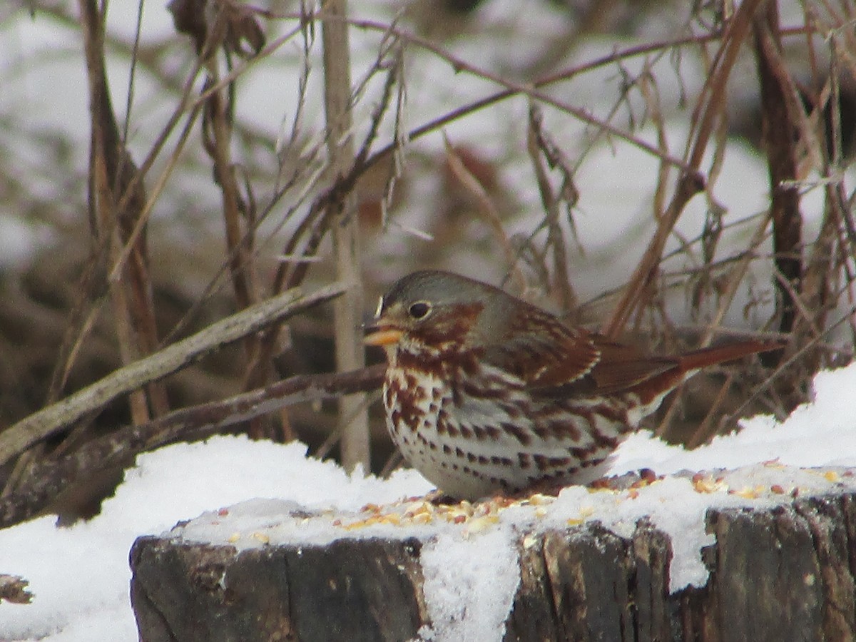 Fox Sparrow (Red) - ML646193922