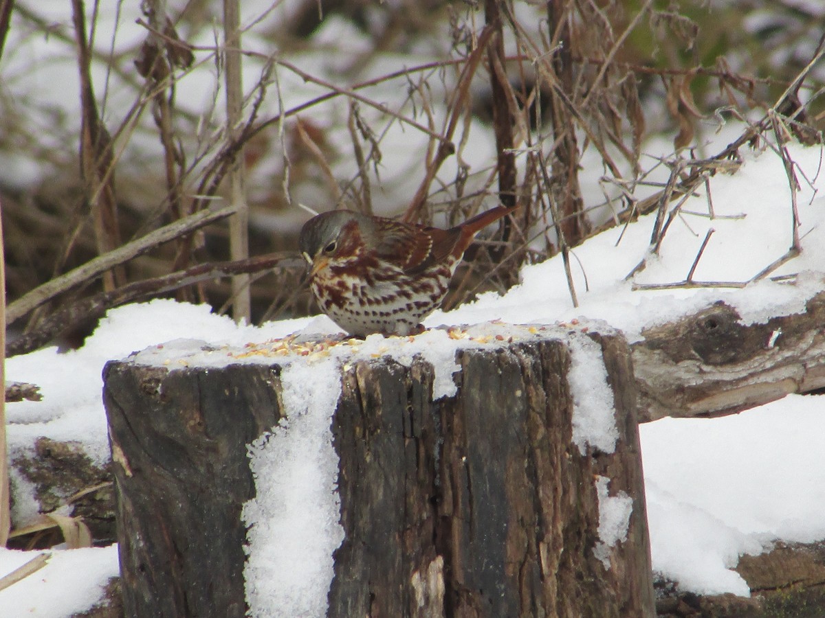 Fox Sparrow (Red) - ML646193923