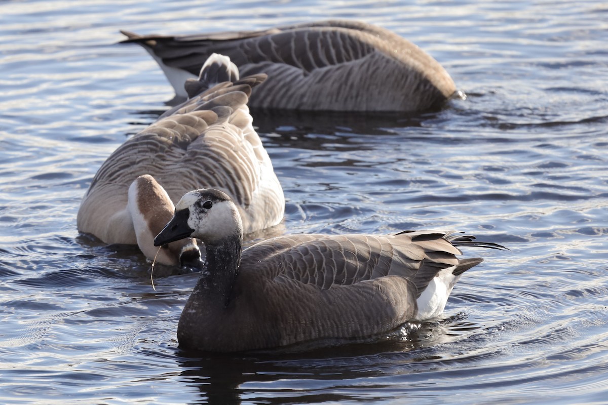 goose sp. - ML646193924