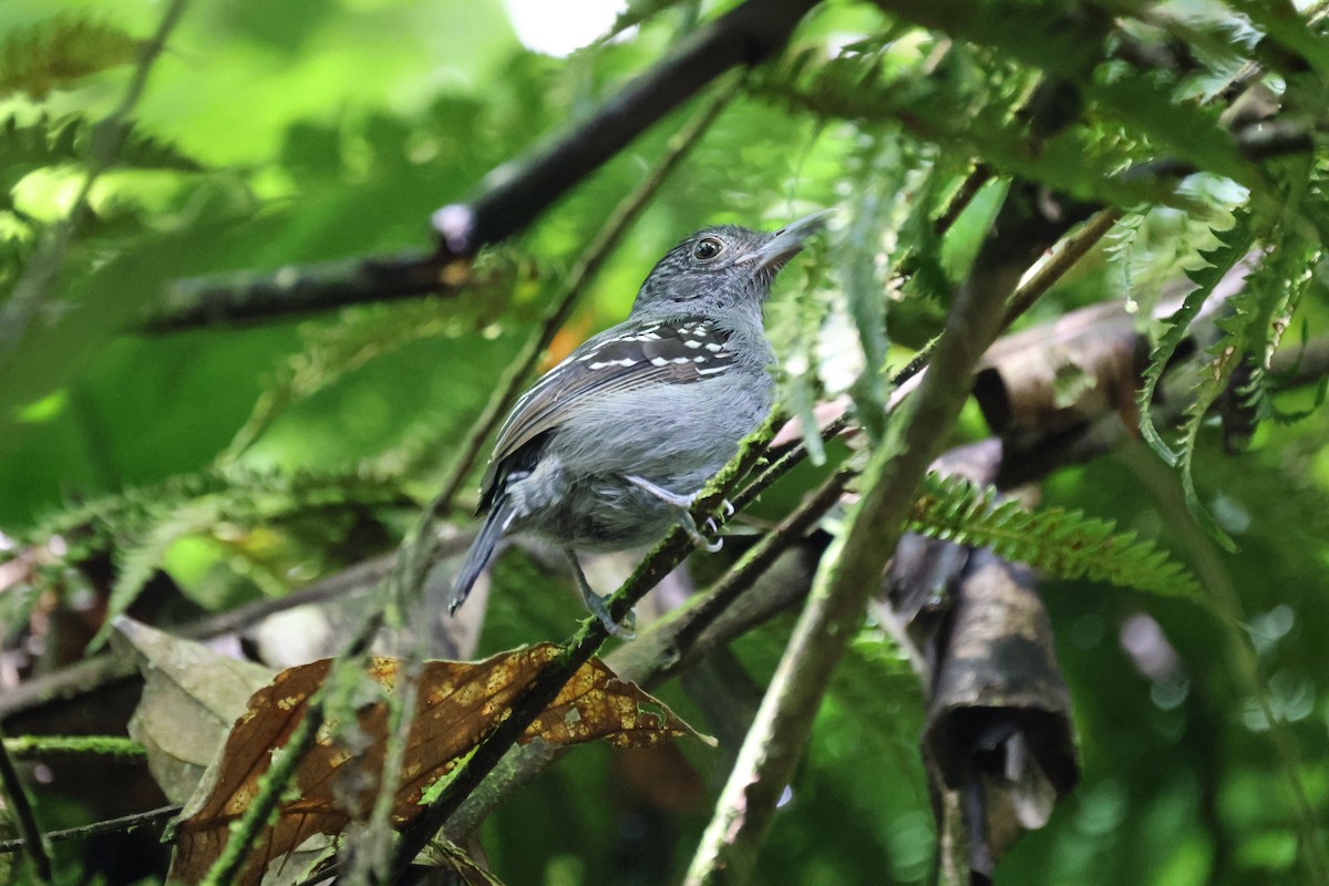 Black-crowned Antshrike - ML646193925