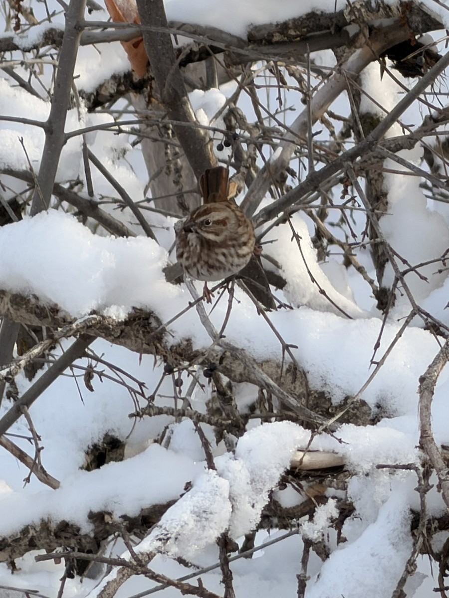 Song Sparrow - ML646193926