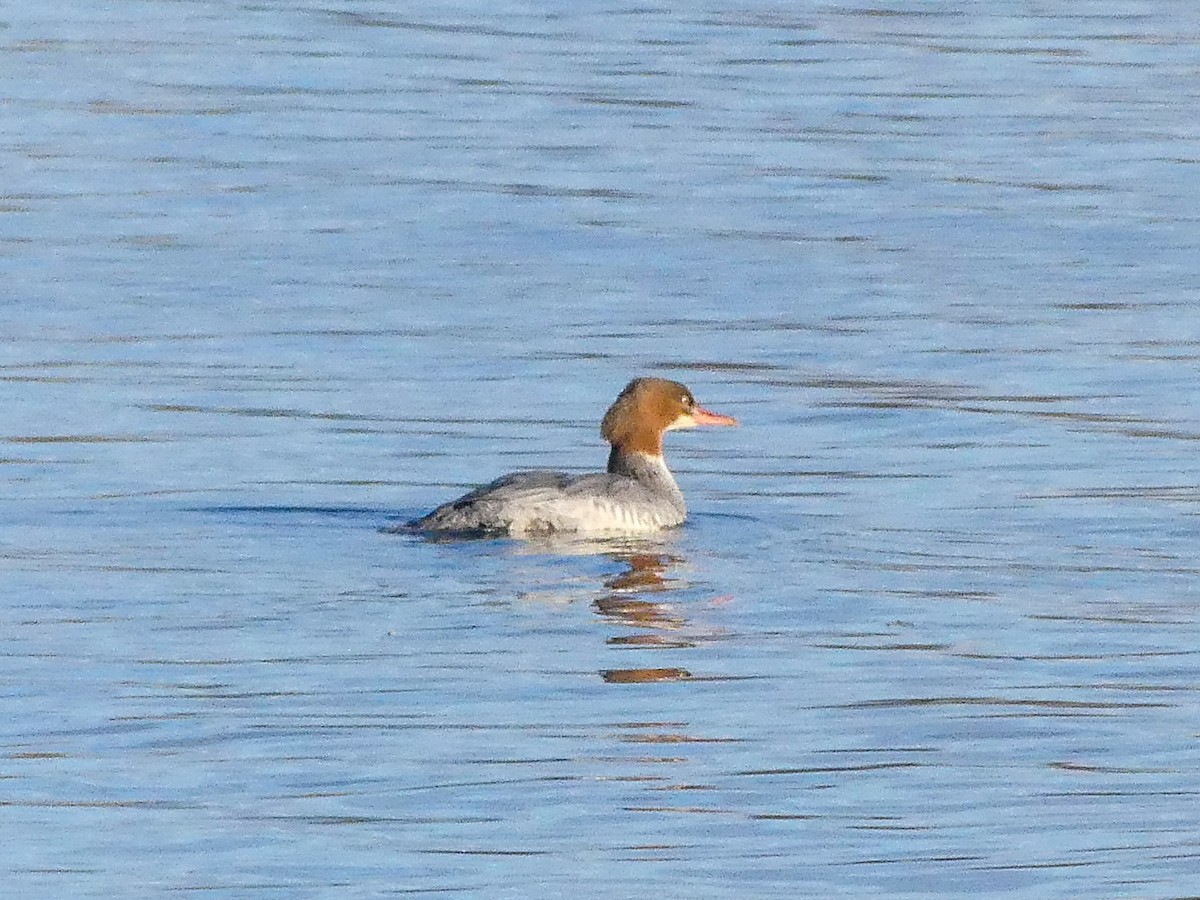 Common Merganser - ML646193927