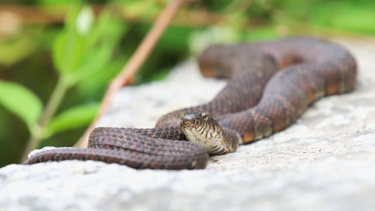 Northern Watersnake - ML646193928